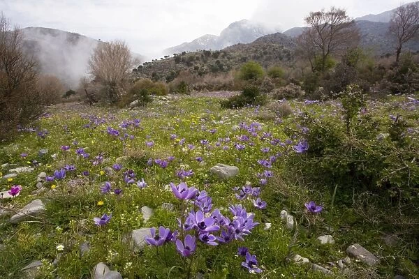 Crown Anemones (Anemone coronaria) on the Omalos Plateau, White Mountains, Crete
