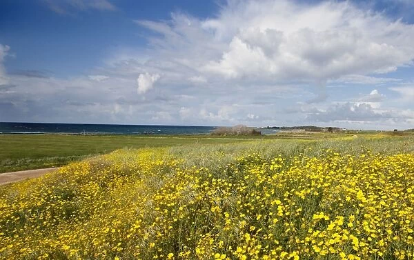 Crown Daisy flowers - Mandria - Cyprus - April