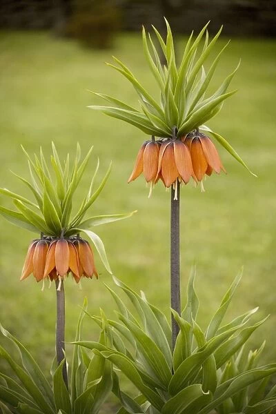 Crown Imperials (Fritillaria imperialis) in garden. Originally from C. Asia