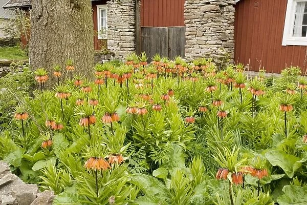Crown Imperials (Fritillaria imperialis) in garden. Originally from C. Asia