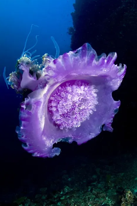 Framed Print : Crown Jellyfish - Maldives Framed Print : Crown Jellyfish - Maldives