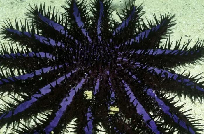 Framed Print : Crown-of-thorns Starfish Framed Print : Crown-of-thorns Starfish