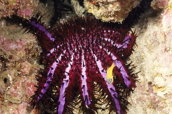 Crown-of-thorns starfish (Acanthaster planci). This is the distinctive south-east Asian colour form of the species, with a violet stripe on each arm. Richelieu Rock, Andaman Sea, Thailand