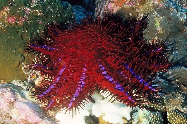 Crown-of-thorns starfish (Acanthaster planci). This is the distinctive south-east Asian colour form of the species, with a violet stripe on each arm. Richelieu Rock, Andaman Sea, Myanmar
