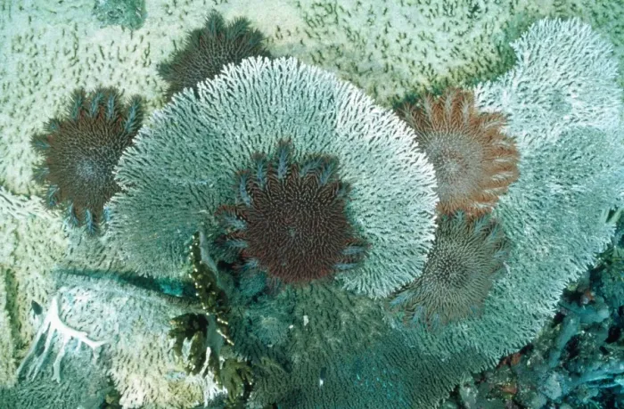 Framed Print : Crown-of-thorns Starfish - feeding on coral Framed Print : Crown-of-thorns Starfish - feeding on coral