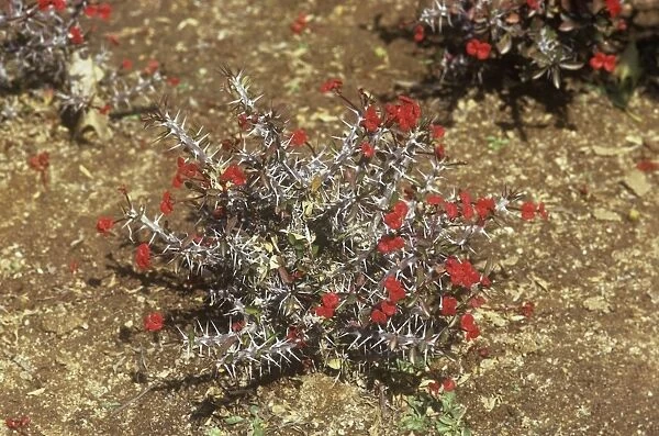 Crown of Thorns - Madagascar