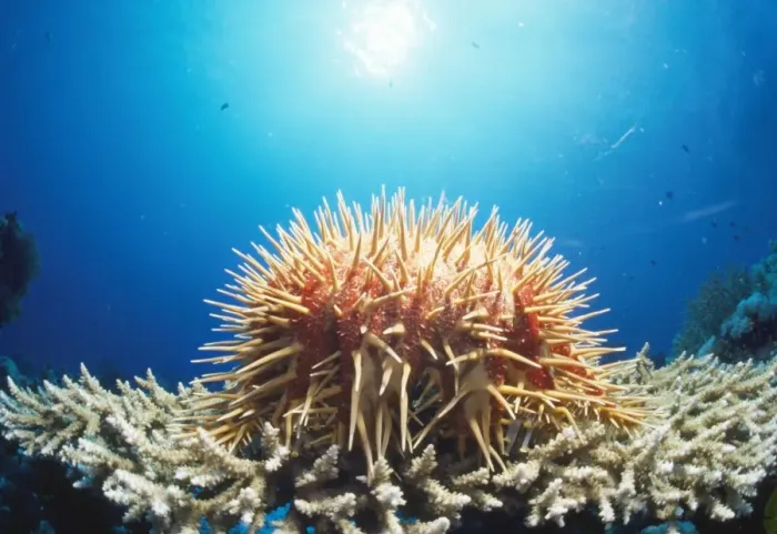 Framed Print : Crown of Thorns Starfish Framed Print : Crown of Thorns Starfish