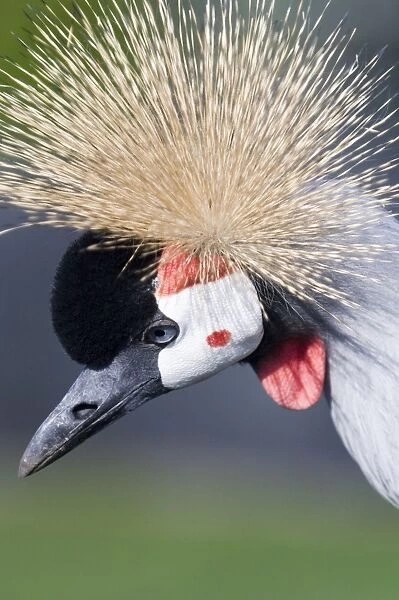 Crowned crane - Adult