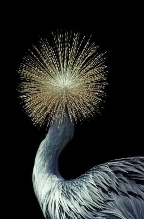 Framed Print : Crowned Crane - Rear of head - Native to Africa