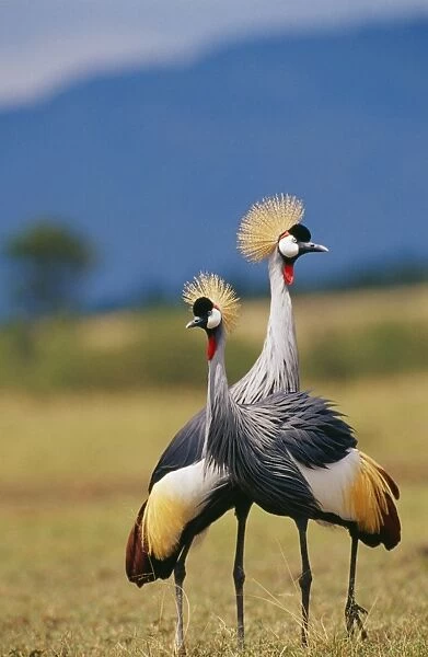 Crowned Crane SM 1527 Kenya, Africa. Balearica regulorum © Stefan Meyers  /  ARDEA LONDON