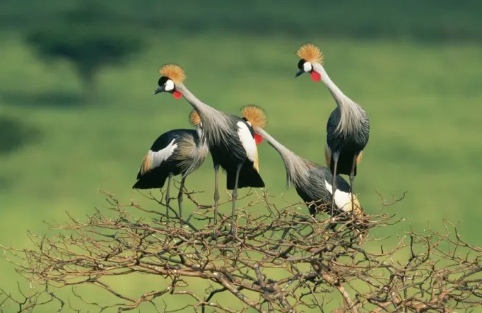 Framed Print : Crowned Crane VAN 79 Group perching in tree. Kwazulu-Natal Midlands, South Africa. Balearica regulorum © Ingrid van den Berg  /  ARDEA LONDON