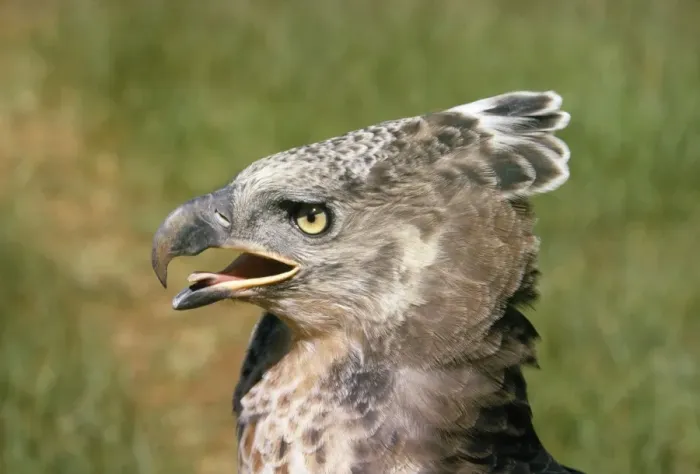 Framed Print : Crowned Eagle