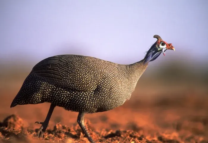 Framed Print : Crowned Guineafowl AW 6416 Etosha National Park, Namibia, Africa. Numida meleagris © Adrian Warren / ARDEA LONDON Framed Print : Crowned Guineafowl AW 6416 Etosha National Park, Namibia, Africa. Numida meleagris © Adrian Warren / ARDEA LONDON