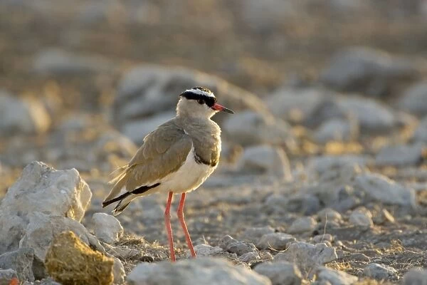 Crowned Lapwing  /  Plover - At dawn - Northern Namibia - Africa