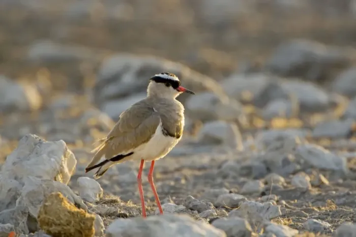 Framed Print : Crowned Lapwing / Plover - At dawn - Northern Namibia - Africa Framed Print : Crowned Lapwing / Plover - At dawn - Northern Namibia - Africa