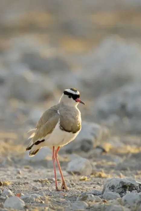 Framed Print : Crowned Lapwing / Plover - At dawn- Northern Namibia- Africa Framed Print : Crowned Lapwing / Plover - At dawn- Northern Namibia- Africa