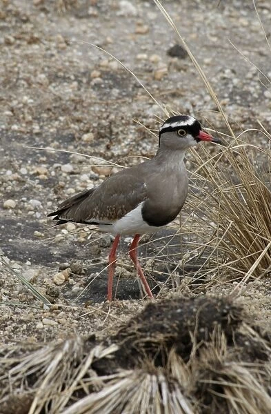 Crowned Lapwing  /  Plover - open ground, East Africa