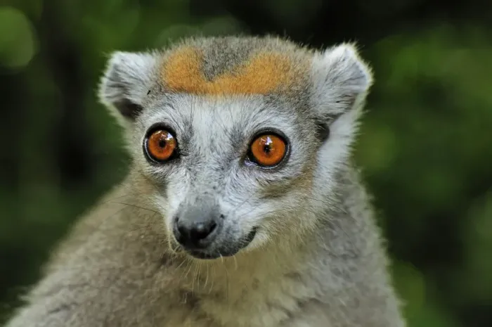 Framed Print : Crowned Lemur - female - Ankarana National Park - Northern Madagascar Framed Print : Crowned Lemur - female - Ankarana National Park - Northern Madagascar