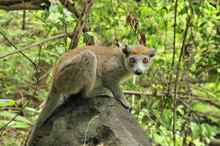 Framed Print : Crowned Lemur - female - Ankarana National Park - Northern Madagascar Framed Print : Crowned Lemur - female - Ankarana National Park - Northern Madagascar