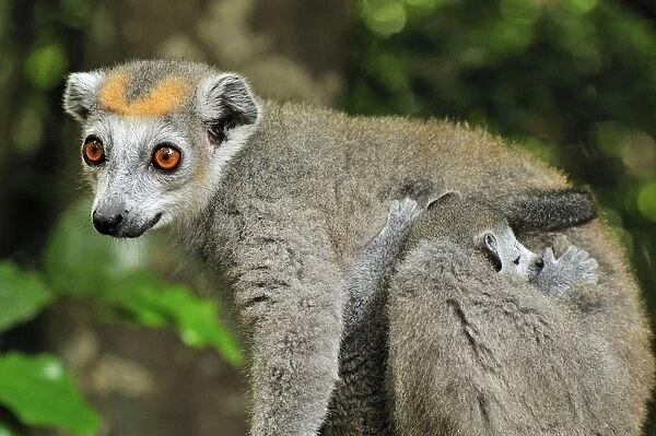 Crowned Lemur - female with baby - Ankarana National Park - Northern Madagascar