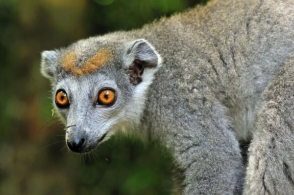 Crowned Lemur - female (Eulemur coronatus)
