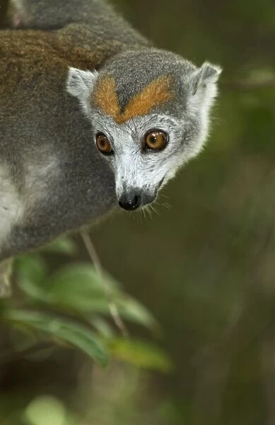 Crowned Lemur. Female Madagascar