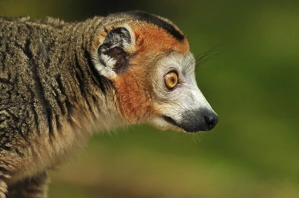 Crowned Lemur - male