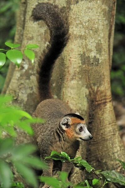 Crowned Lemur - male - Ankarana National Park - Northern Madagascar