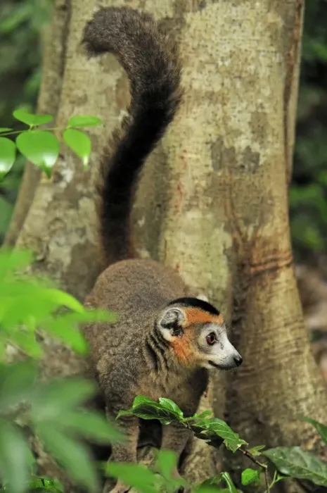 Framed Print : Crowned Lemur - male - Ankarana National Park - Northern Madagascar Framed Print : Crowned Lemur - male - Ankarana National Park - Northern Madagascar