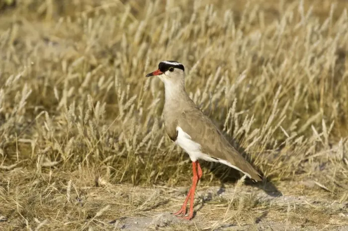 Framed Print : Crowned Plover - Standing - Kalahari - Botswana Framed Print : Crowned Plover - Standing - Kalahari - Botswana