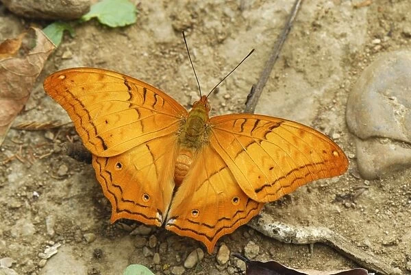 Cruiser butterfly, Nymphalid Kheaun Sri Nakarin N. P. Thailand