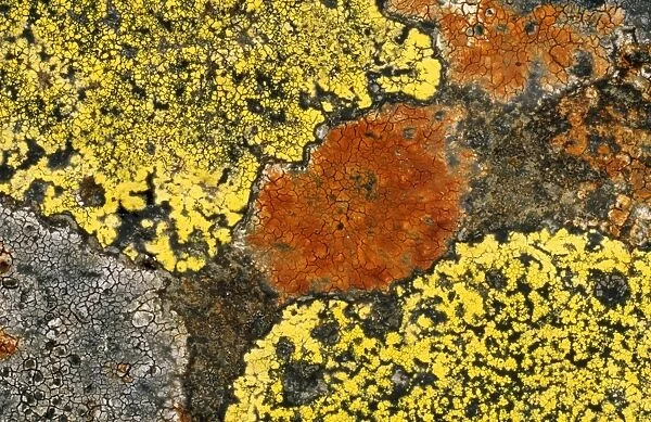 Crustose Lichens - On dry stone wall, Lake District, Cumbria, UK