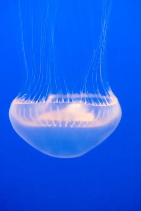 Framed Print : Crystal Jelly - Photographed at Monterey Bay Aquarium - Monterey - California - USA Framed Print : Crystal Jelly - Photographed at Monterey Bay Aquarium - Monterey - California - USA