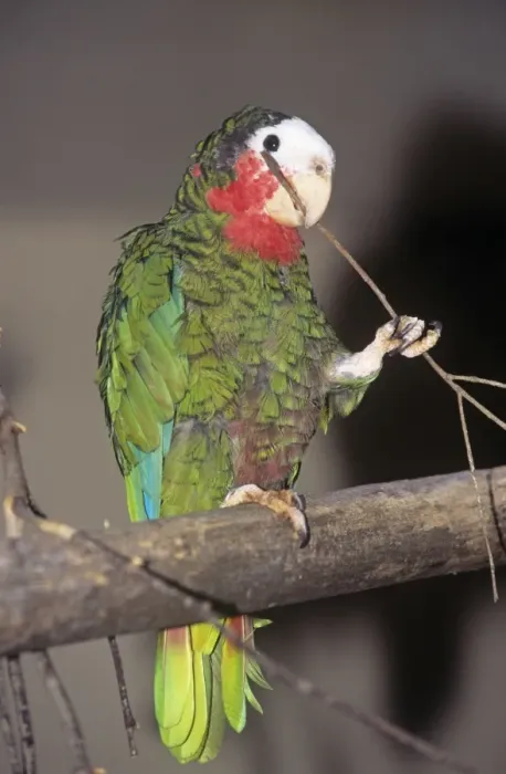 Framed Print : Cuban Amazon Parrot - holding twig Framed Print : Cuban Amazon Parrot - holding twig