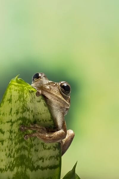 Cuban Tree Frog - on plant front view - Controlled conditions 15321