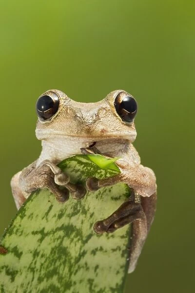 Cuban Tree Frog - on plant front view - Controlled conditions 15325
