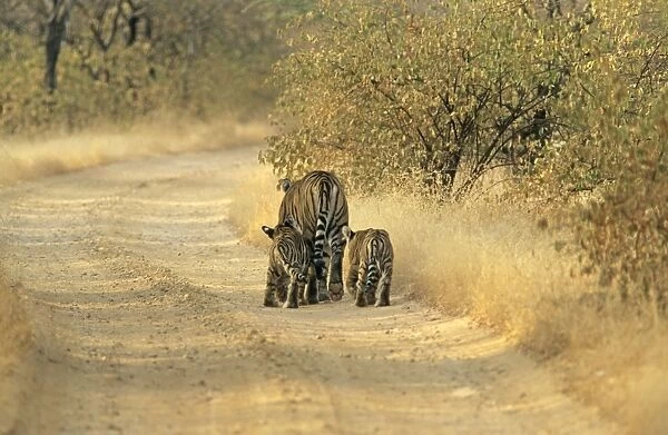 Cubs following Bengal  /  Indian Tigeress Ranthambhor National Park, India