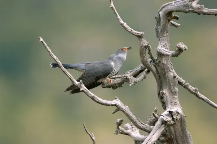 Framed Print : Cuckoo - adult calling, May Framed Print : Cuckoo - adult calling, May