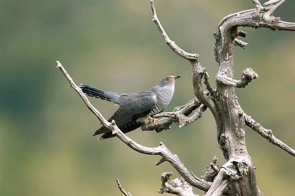 Cuckoo - adult May