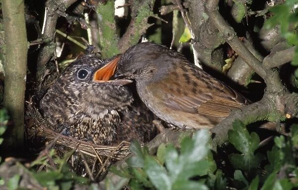 Cuckoo - chick being fed by Dunnock (Prunella modularis)