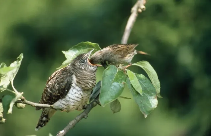 Framed Print : Cuckoo - chick being fed by Dunnock (Prunella modularis) Framed Print : Cuckoo - chick being fed by Dunnock (Prunella modularis)