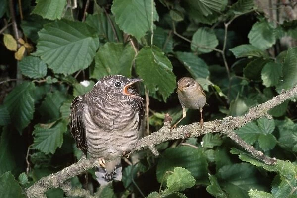 Cuckoo - Chick being fed by Willow Warbler (Phylloscopus trochilis) Cuckoos are Brood Parasites