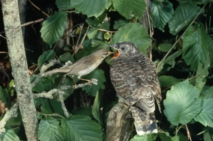 Framed Print : Cuckoo - Chick being fed by Willow Warbler 