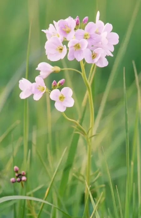 Framed Print : Cuckoo Flower / Ladies Smock Framed Print : Cuckoo Flower / Ladies Smock