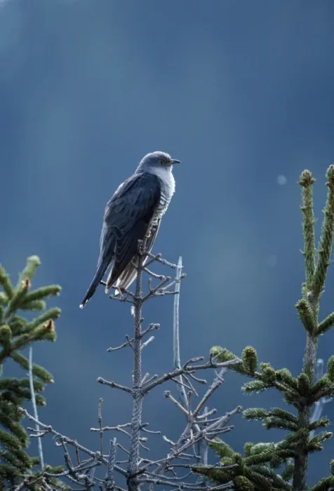 Framed Print : Cuckoo - male Framed Print : Cuckoo - male