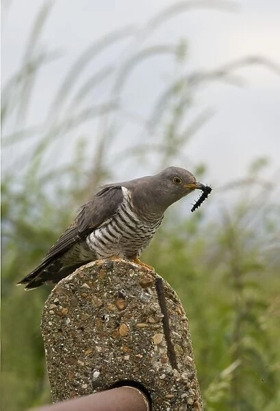 Cuckoo - On post with caterpillar - Norfolk UK
