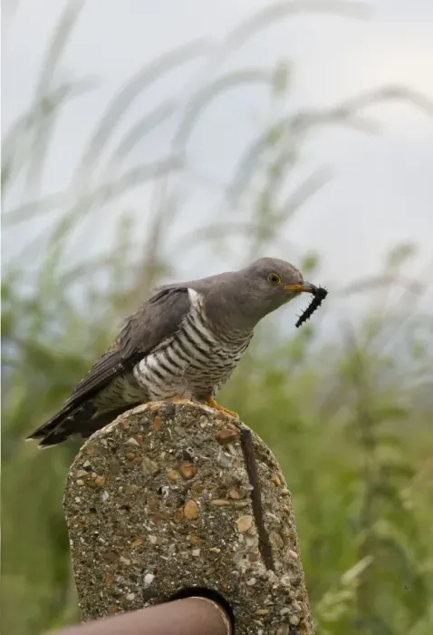 Framed Print : Cuckoo - On post with caterpillar - Norfolk UK Framed Print : Cuckoo - On post with caterpillar - Norfolk UK