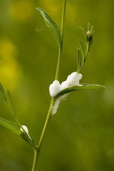 Cuckoo spit, or nymphs of common froghopper (Philaenus spumarius) on plant, spring