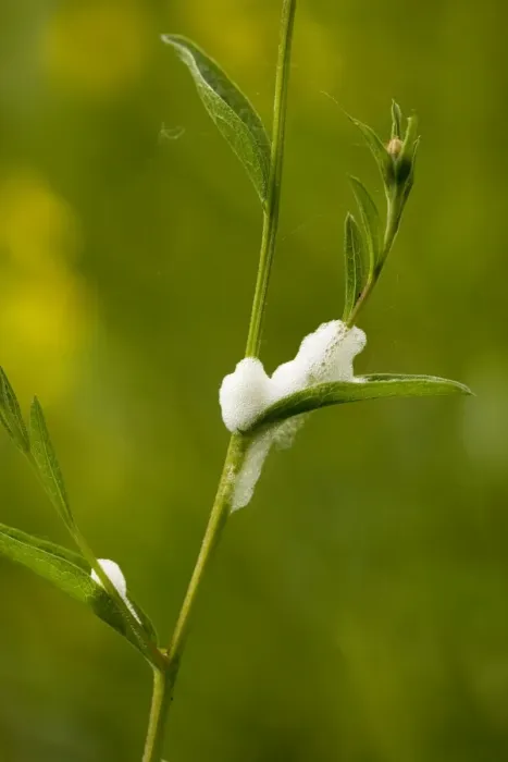 Framed Print : Cuckoo spit, or nymphs of common froghopper (Philaenus spumarius) on plant, spring Framed Print : Cuckoo spit, or nymphs of common froghopper (Philaenus spumarius) on plant, spring