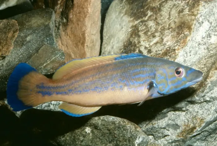 Framed Print : Cuckoo Wrasse PM 7876 Male, UK Marine Labrus mixtus © Pat Morris ARDEA LONDON Framed Print : Cuckoo Wrasse PM 7876 Male, UK Marine Labrus mixtus © Pat Morris ARDEA LONDON